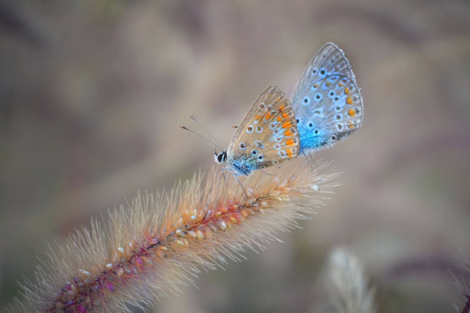 , Юлияна Стоянова