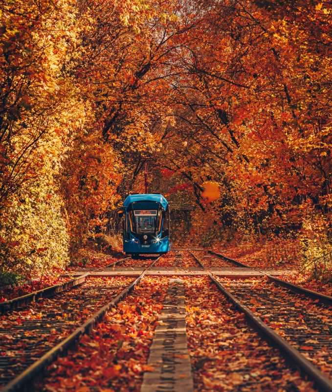 осень, москва, золотаяосень,  осеннийтрамвай,сокольники,autumn ,goldautumn,городскойпейзаж,tram Осенний трамвай фото превью