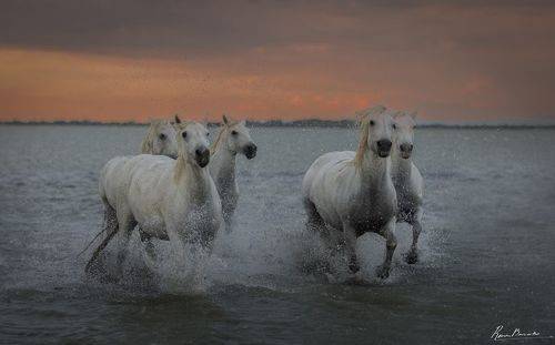 White horses of Camargue