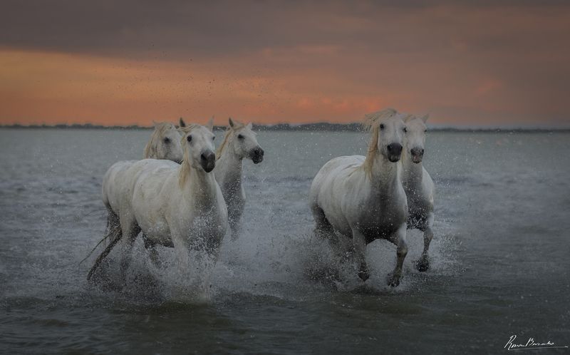 horse. horses. Camargue. Provence, France, лошади, Камарг, Прованс, Франция, животные, лошадь, кони, конь, скакуны, движение  White horses of Camargue фото превью