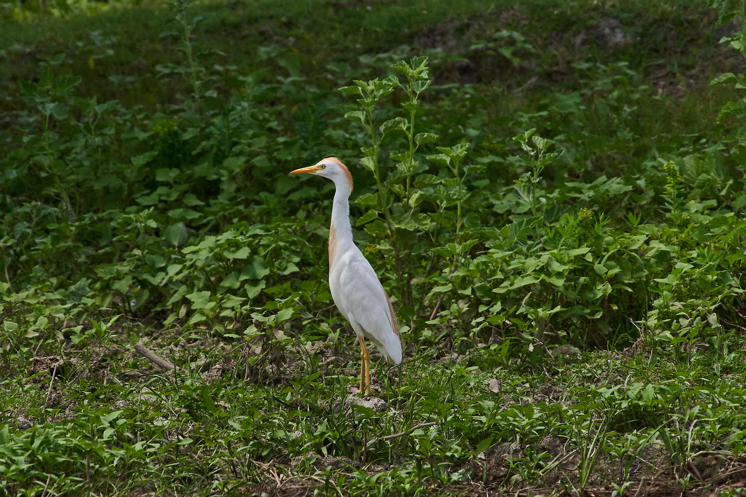 bird, birds, volgograd, russia, wildlife, , Павел Сторчилов