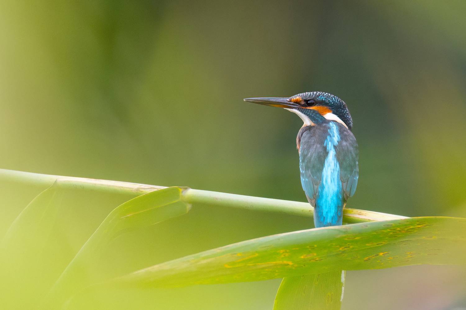 зимородок, птицы, природа, фотоохота, Ekaterina Romanova