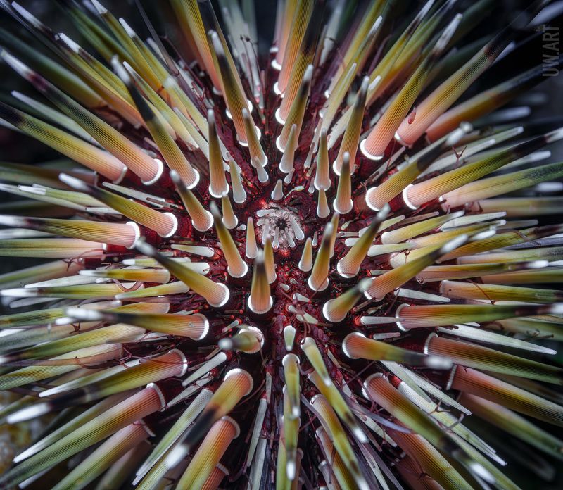 Потому что он колючий фото превью