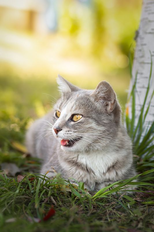 Кошка фото превью