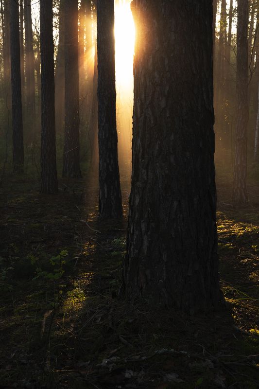 Пробивается солнце фото превью
