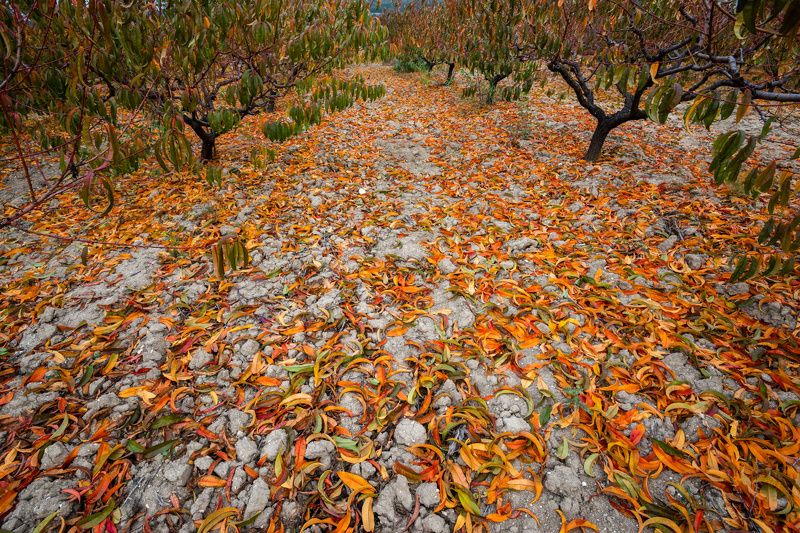 Цветные сны фото превью