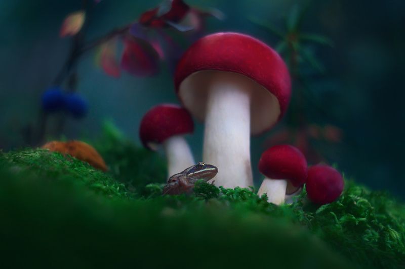 осень, природа, грибы, сыроежки, лягушонок, мануальная оптика Осенняя фото превью