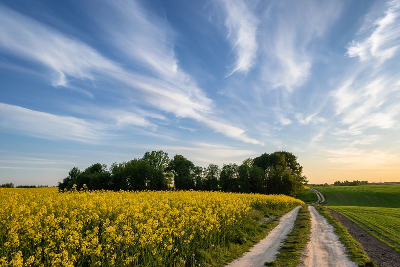 весна май рапс вечер закат поле  фото превью