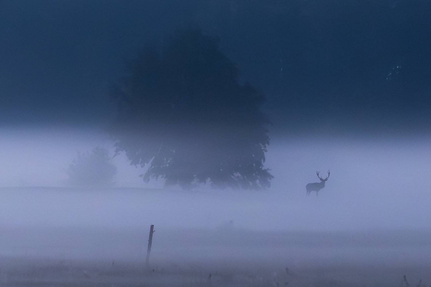 deer,male deer,forest,night,night time,fog,foggy,, Photo Visions