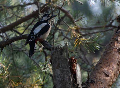 Вечерок на заваленке возле кузни