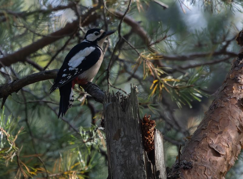 дятел, бпд, птица, кузня, лес, сосна, ветка, шишка Вечерок на заваленке возле кузни фото превью