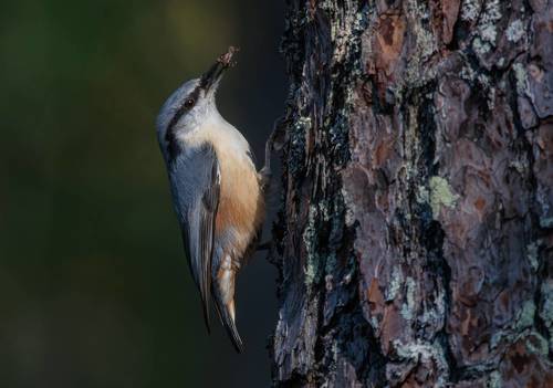 Насанитарил