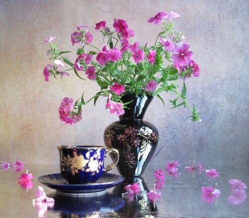 Розовые флоксы