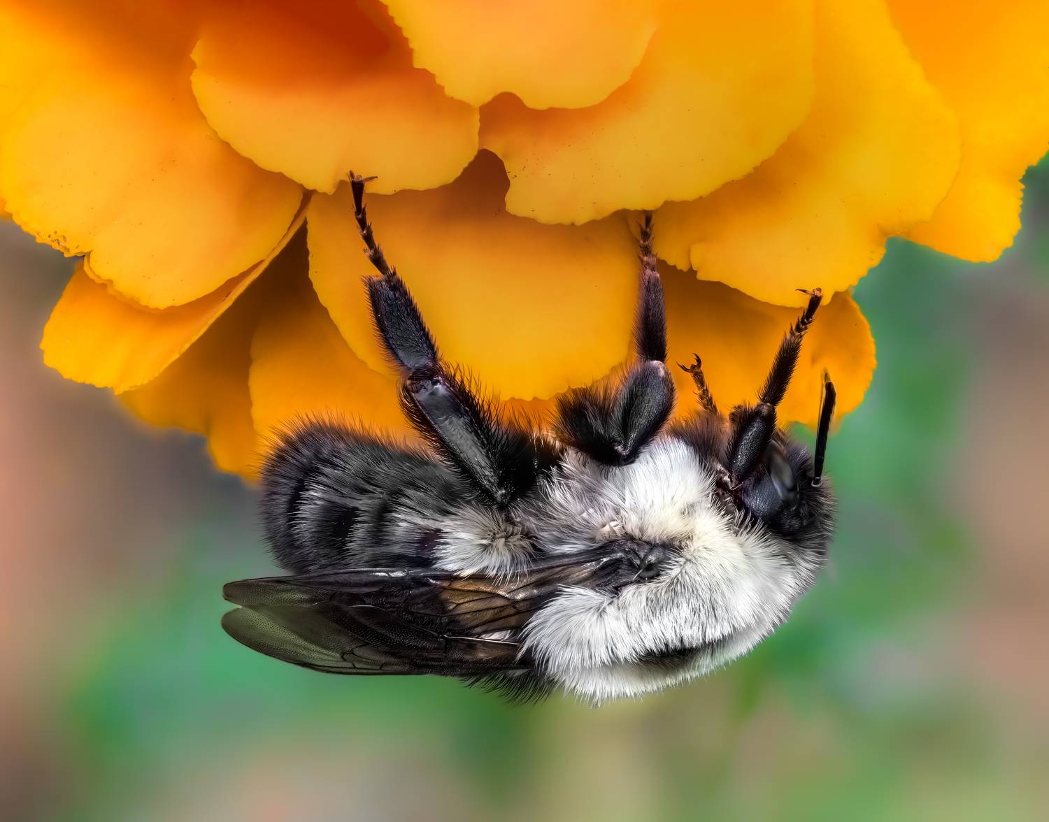 bee, bumblebee, insect, fall, autumn, stink bug, macro, leaves, season, seasons, camouflage, camouflaged, flower, floral, pink, Atul Saluja