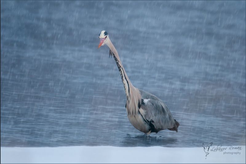 Цапля в снегу фото превью