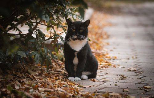 Бывалый смотритель осеннего парка.