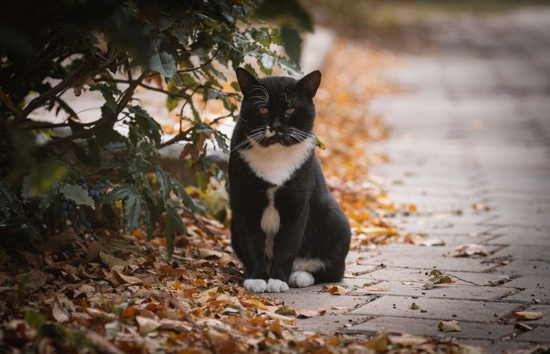 Бывалый смотритель осеннего парка. фото превью