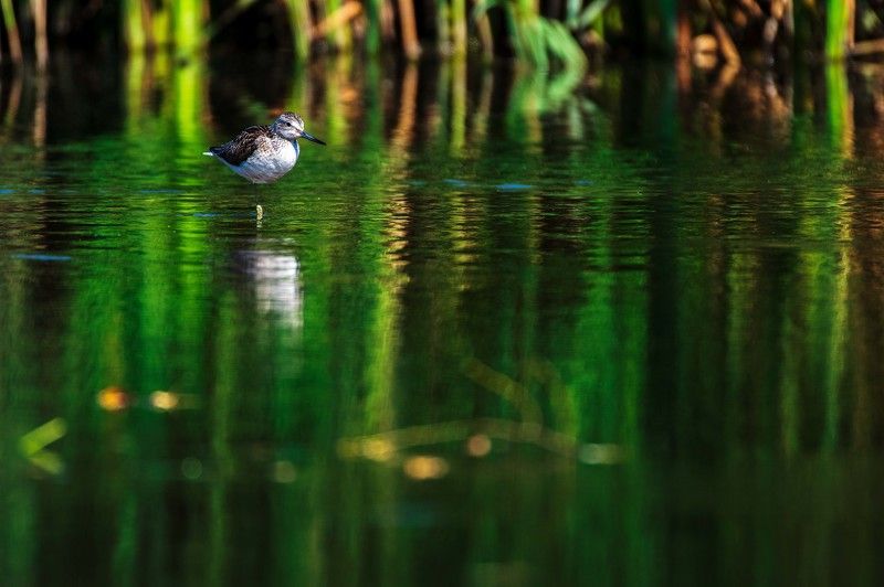 Большой улит фото превью
