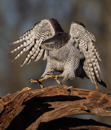Ястреб-тетеревятник