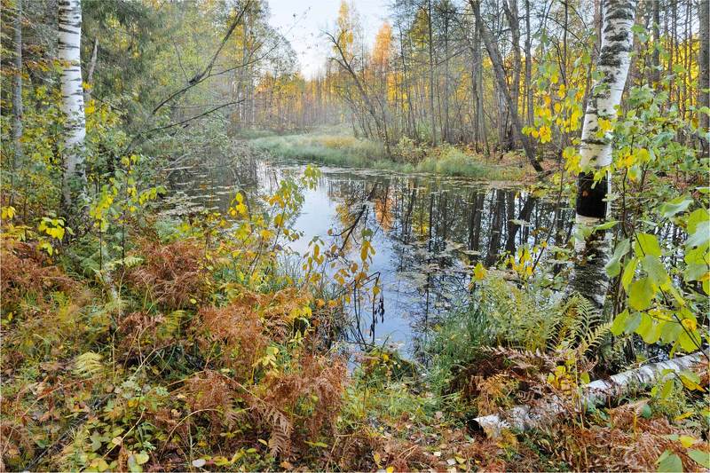 Осень на лесной речке фото превью