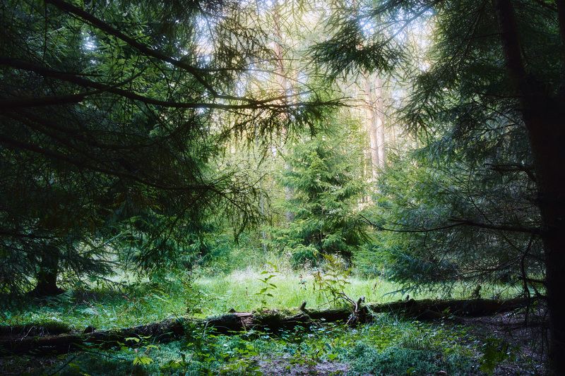 лес, листва, зелень, лето В летнем лесу фото превью