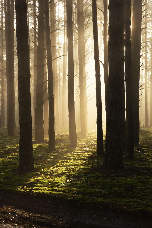 Доброе утро в лесу фото превью