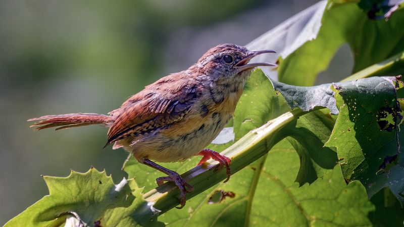 Каролинский кустарниковый крапивник фото превью