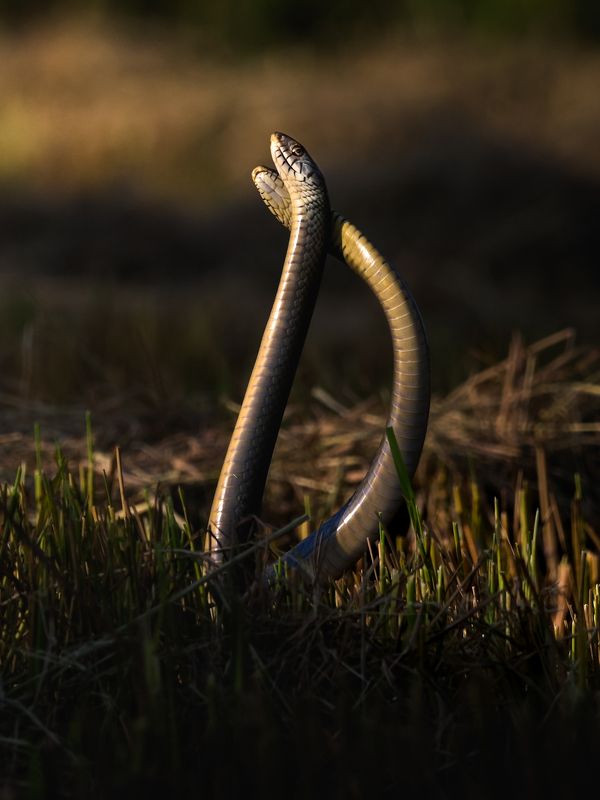 wildlife, nature, srilanka, , jazif, , ahamedjazif Dance together фото превью