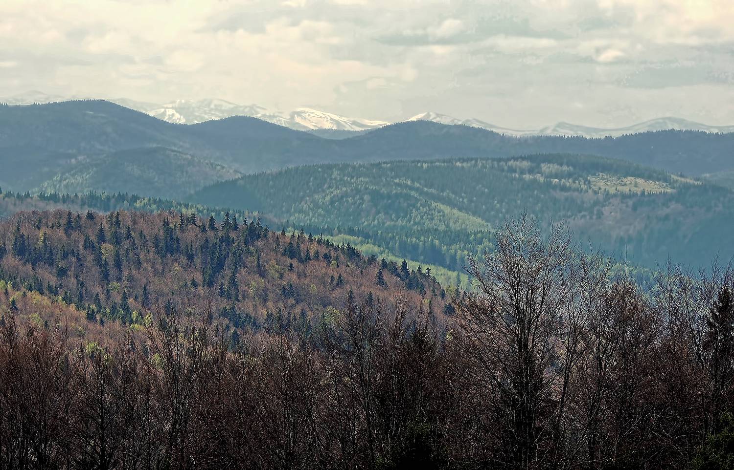 , Савоцкий Роман