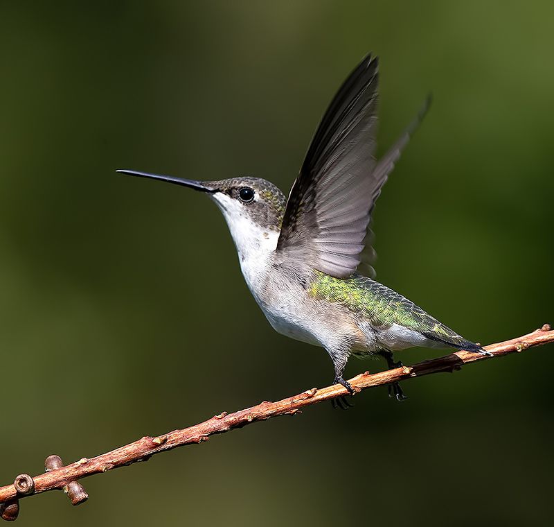 колибри,ruby-throated hummingbird, hummingbird Female, Ruby-throated Hummingbird -Рубиновогорлый колибри. самка фото превью