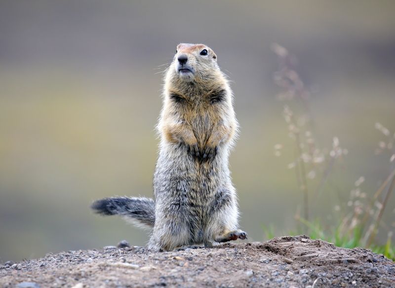камчатка, , евражка Потешный и фотогеничный зверёк. фото превью