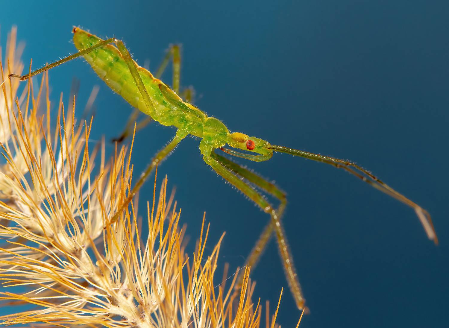 макрофото, макрофотографии, фотомакро, насекомые, макромир, макрофотограф, макроаддикт, макро_мир, naturelovers, naturelover, naturephotography, macrolove, macro_love, biodiversity, macrophotography, macro, macronature, entomology, arthropods, arthropod, ,  Stephane