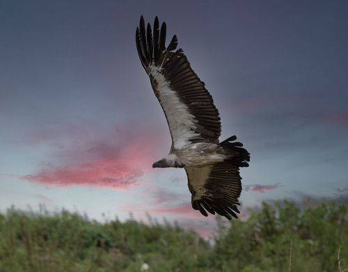 White Headed Vulture