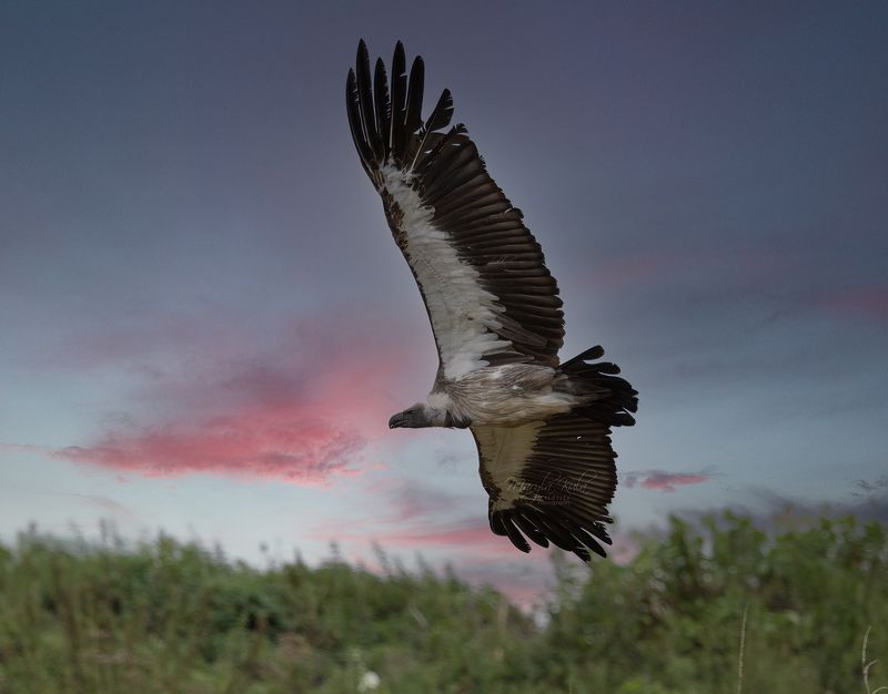 vulture, bird, birds of prey, action, canona White Headed Vulture фото превью