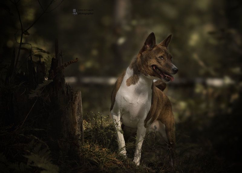 Kelevra фото превью