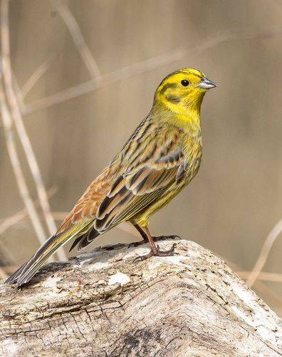 Овсянка обыкновенная (Yellowhammer).
