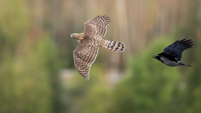Про тетеревятников. фото превью