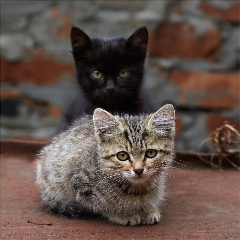 Котятки фото превью