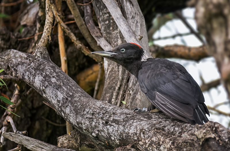 птица, дятел, желна, слёток. Слёток желны. (2 фото) фото превью