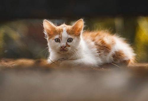 Котеек вам к выходным!