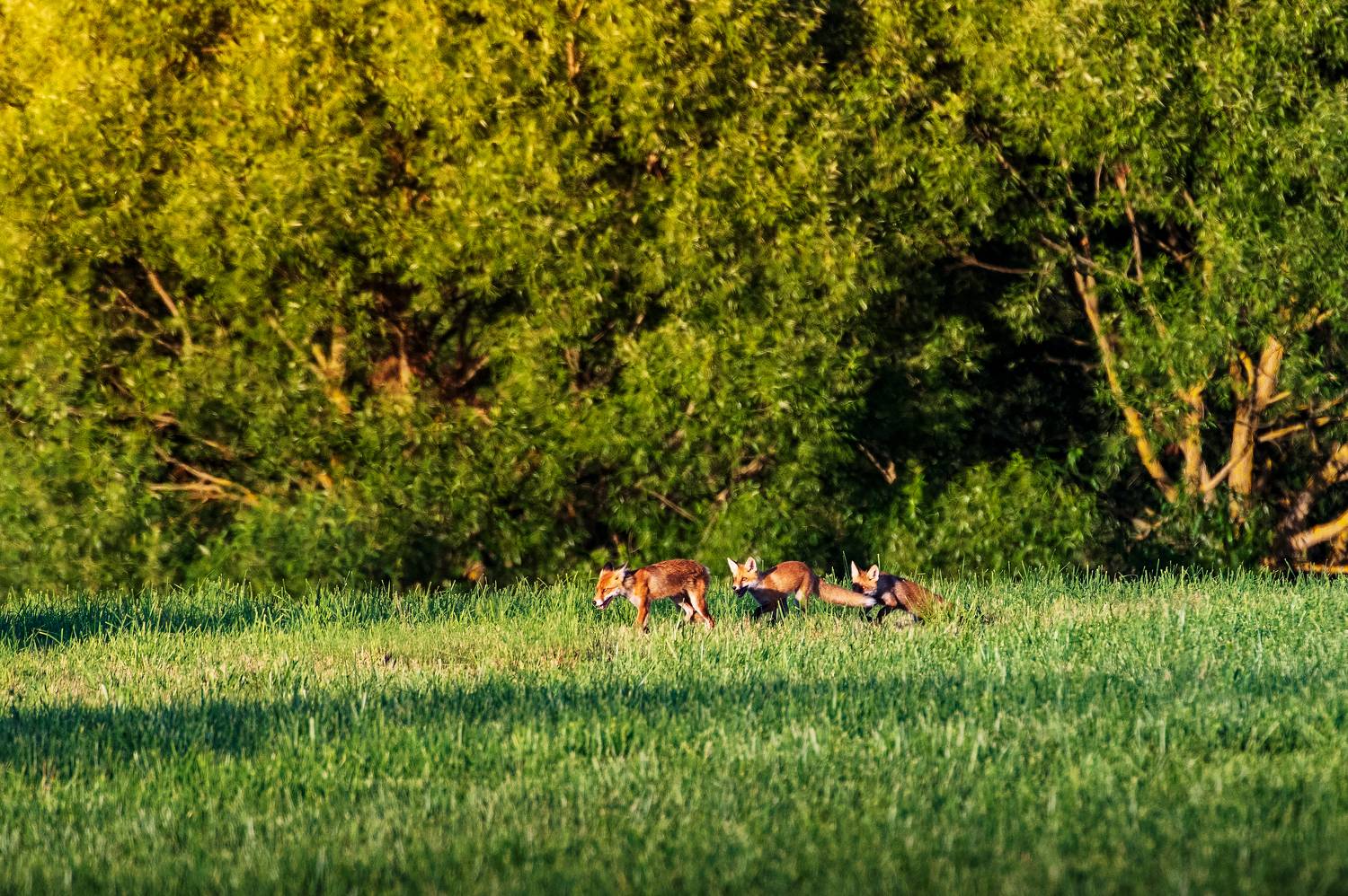 , Павел Ныриков