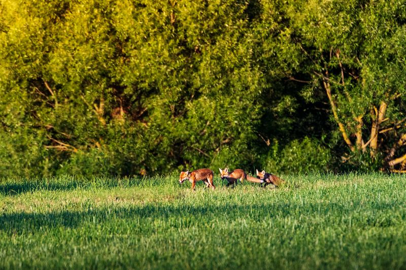Лисье семейство фото превью