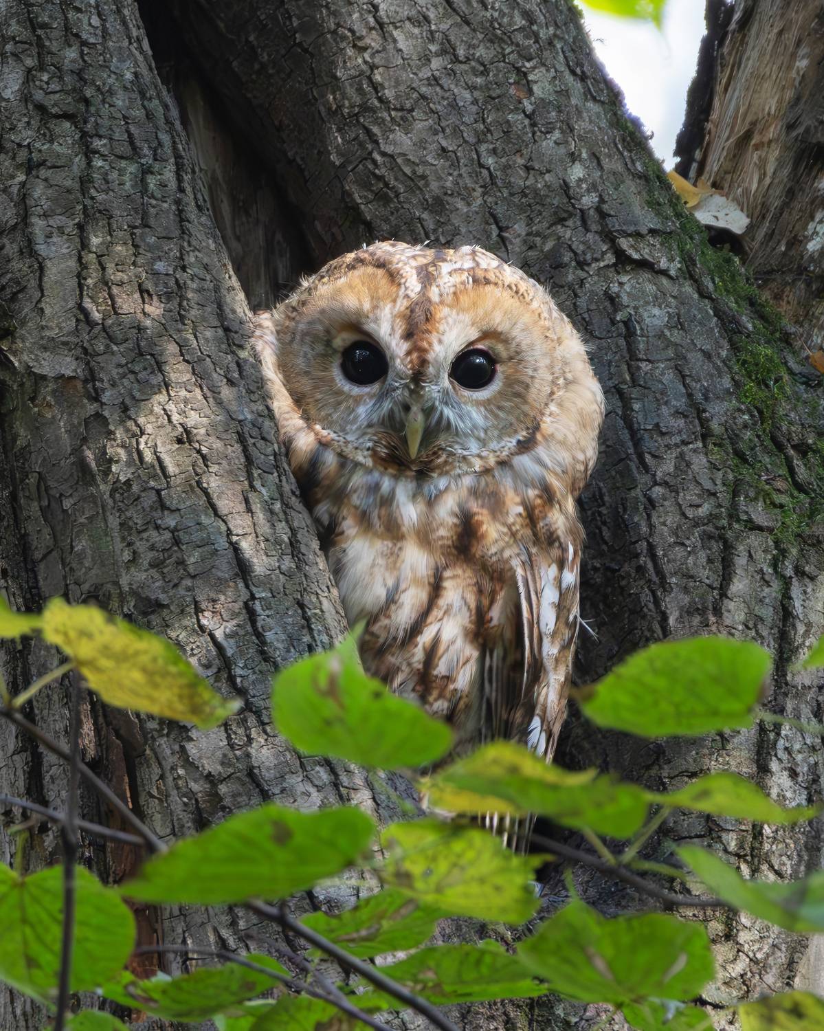 серая неясыть, strix aluco, фото птиц, птицы, Александр Шипиленко