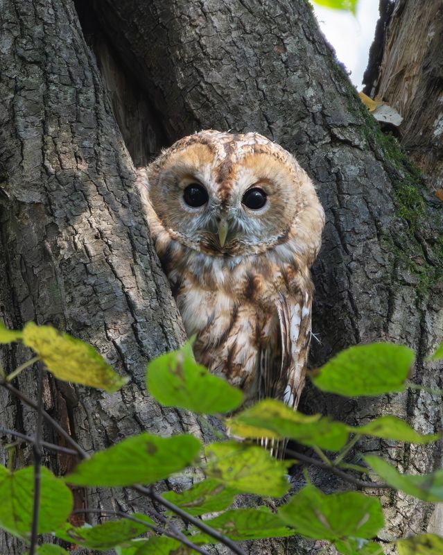 серая неясыть, strix aluco, фото птиц, птицы Серая неясыть. (Strix aluco) фото превью