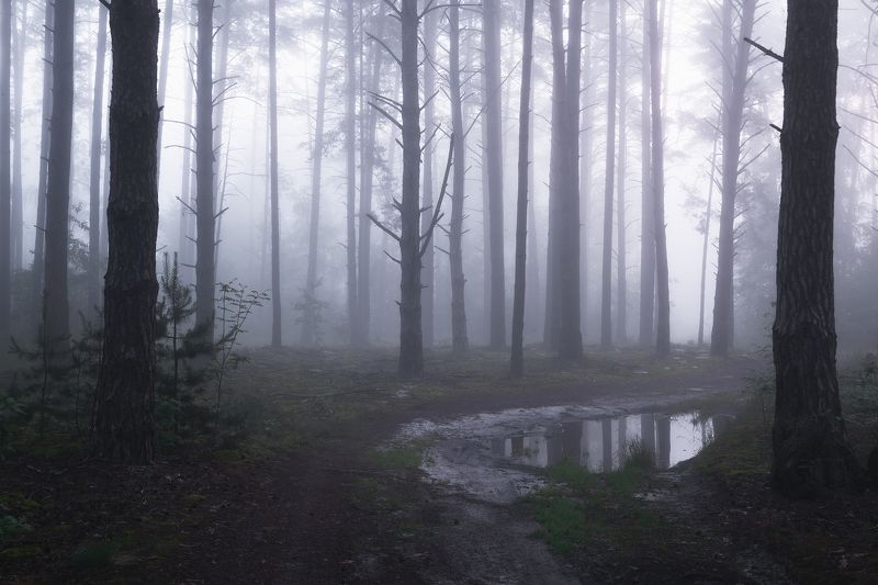 По туманному лесу фото превью
