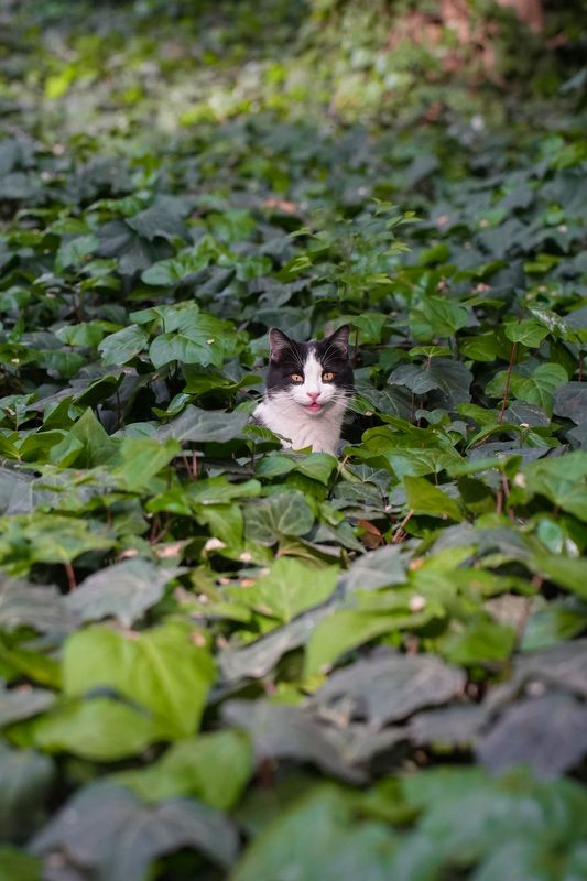 кот Улыбочку фото превью