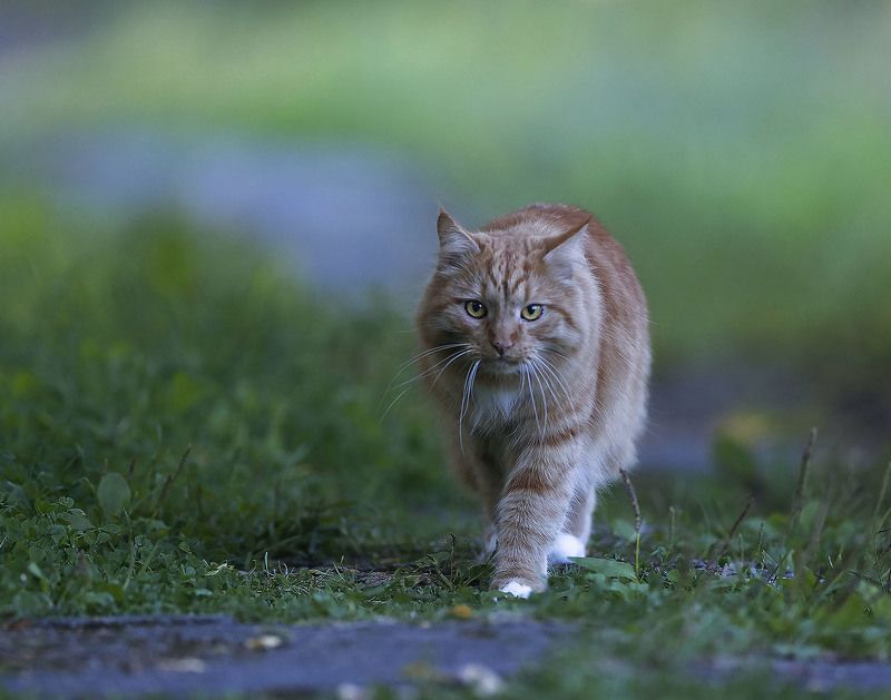 кот, рыжий, охотник, красавчик, прогулка, cat,beautiful, hunter, nature Рыжий охотник фото превью
