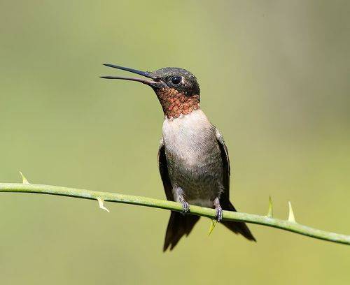 Ruby-throated Hummingbird - Рубиновогорлый Колибри