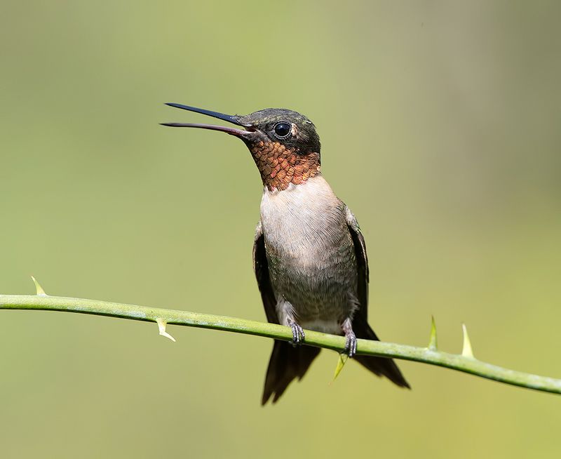 колибри,ruby-throated hummingbird, hummingbird Ruby-throated Hummingbird - Рубиновогорлый Колибри фото превью