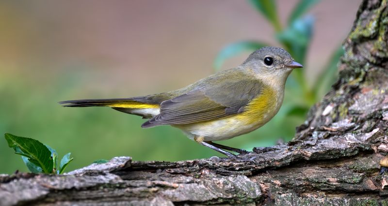 Северная парула фото превью